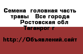 Семена (головная часть))) травы - Все города  »    . Ростовская обл.,Таганрог г.